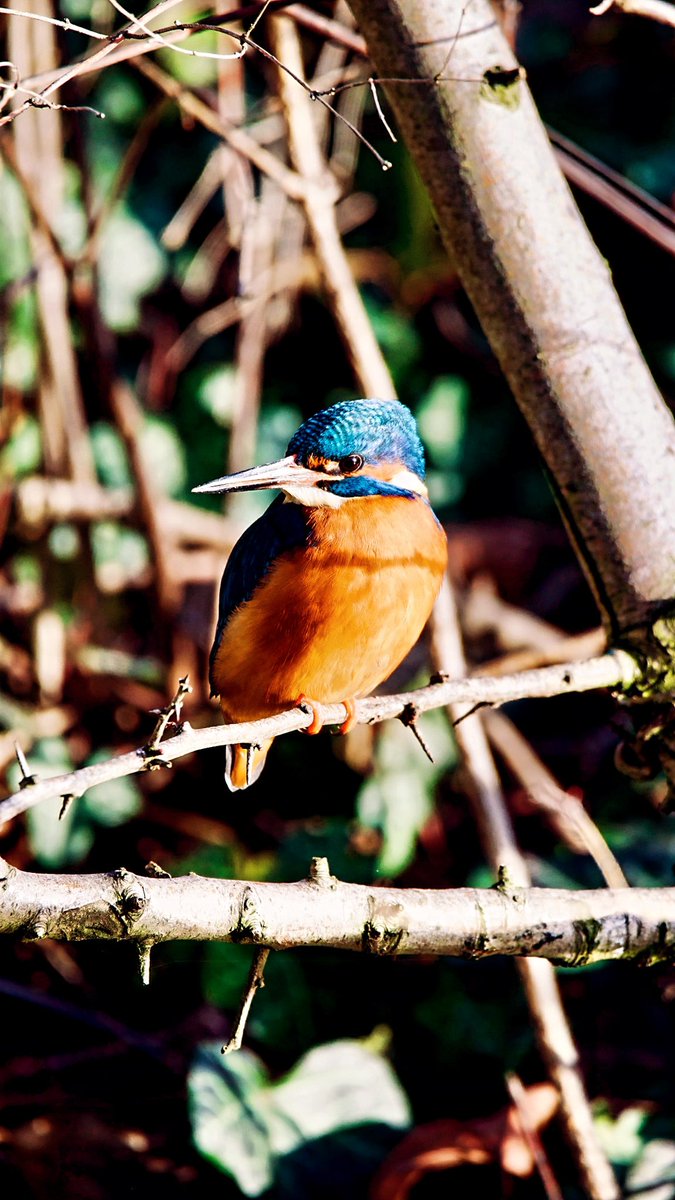 DBKfromOWL's tweet photo. Urbanjungle 💙🧡
 #eisvogel #wildlife #paderbornerland #teutoburgerwald #ostwestfalen #wildlifephotography #kingfisher #Outdoors #paderquellgebiet #explore #urbanphotography #urbananimals  #wandern #wildlifegermany #naturelovers #urbanjungle #everydayadventure #makesomething #OWL https://t.co/S2H93Wl6be