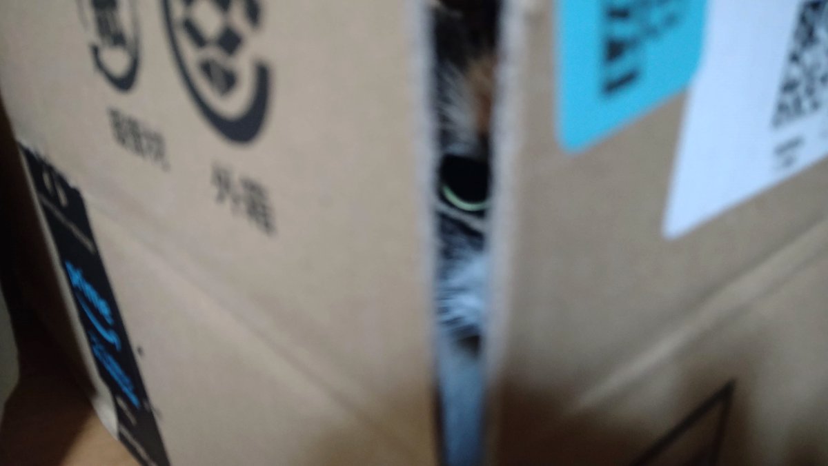 senterchoo's tweet photo. なぜかAmazonの箱が好き
他のダンボールにはほぼ入らない
梅酒が入ってた箱なので別に猫餌の匂いがついてるとかでもない
不思議…

#猫がいる暮らし #猫写真 https://t.co/3a9A5MUoM7