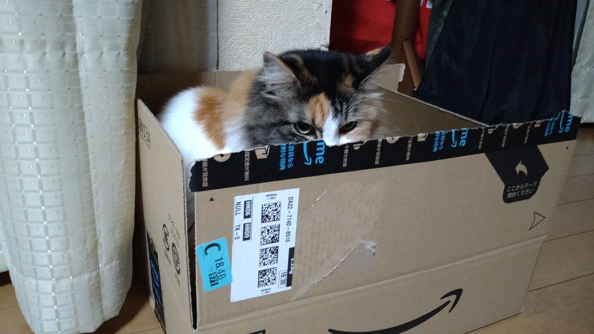 senterchoo's tweet photo. なぜかAmazonの箱が好き
他のダンボールにはほぼ入らない
梅酒が入ってた箱なので別に猫餌の匂いがついてるとかでもない
不思議…

#猫がいる暮らし #猫写真 https://t.co/3a9A5MUoM7