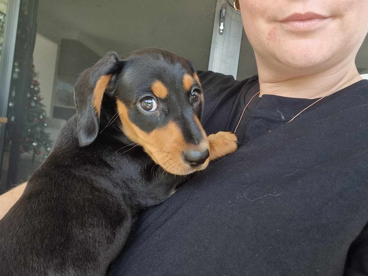 JackHuddo's tweet photo. Welcome to the family little Gimbal 😍

A bitter sweet moment as this pup is one of my cousins, who passed away.

Perfect way to keep his memory alive and close to me at all times. https://t.co/LltxFEXY8W
