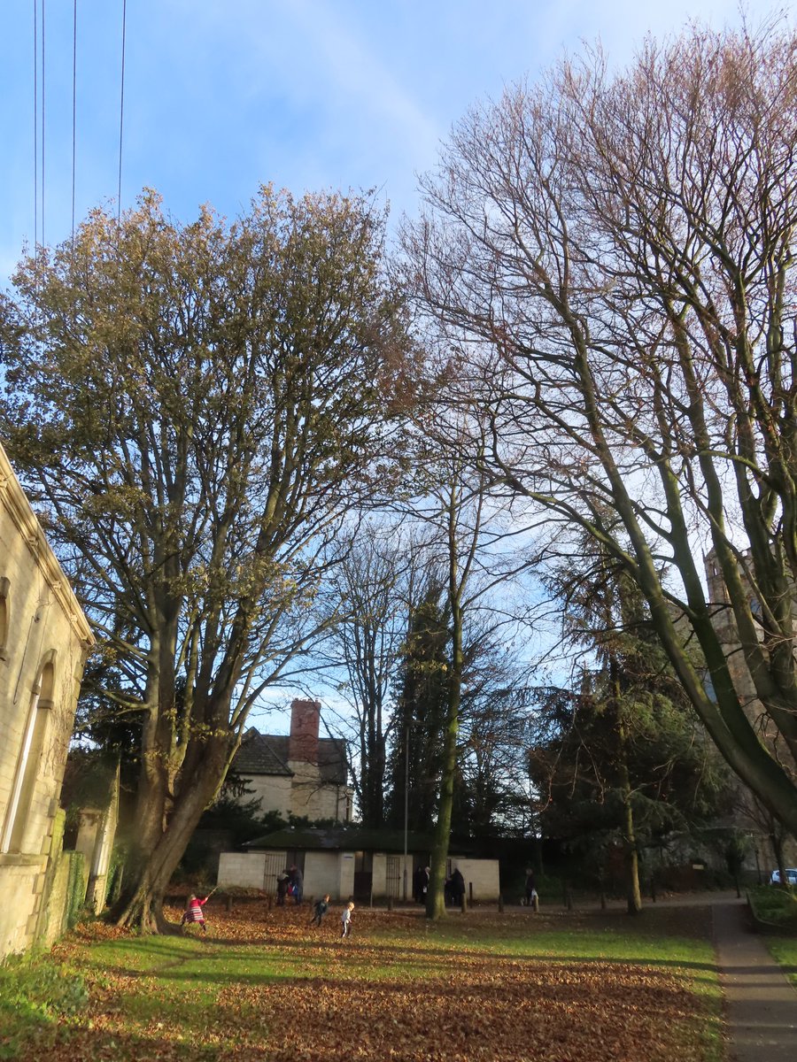 greenbeltsal's tweet photo. @BrianMcHugh2011
I wonder what bat activity there is around #MinsterGarth in those
11 trees to be chopped down?
@_BCT_
@WoodlandTrust
@WildlifeTrusts
There are always
#BatsInTheBelfry
#RiponTrees
#RiponCathedral
#BeechTree https://t.co/15HhvPDMKi