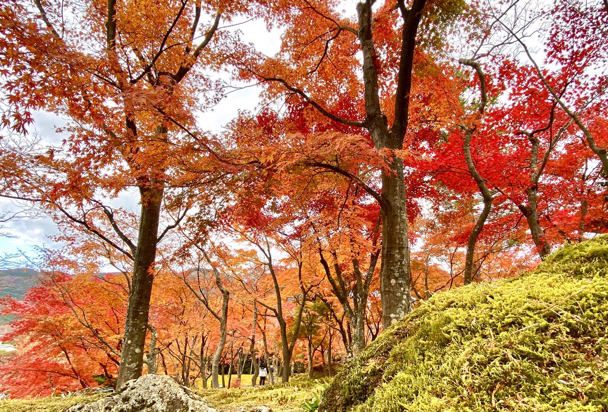 #箱根美術館 #紅葉