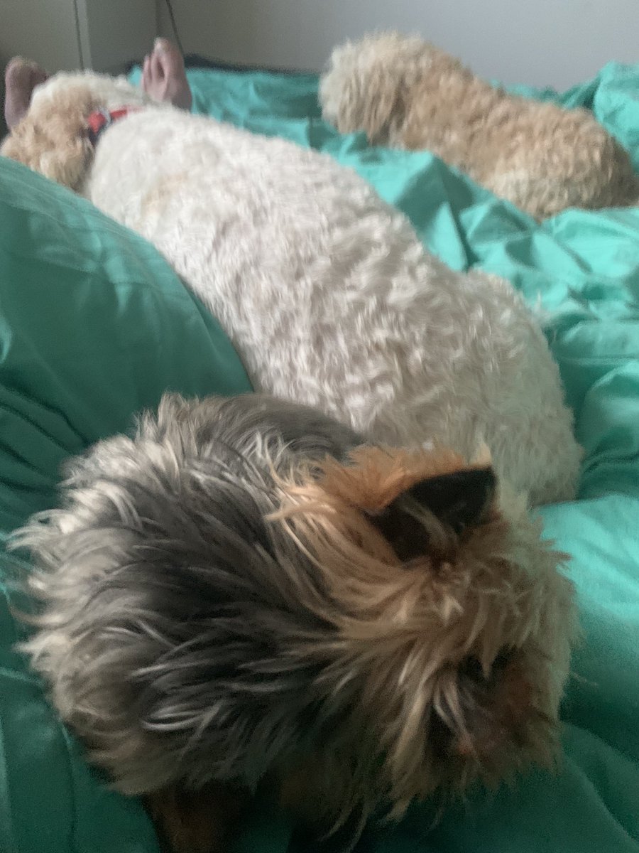 Neil MacInnes OBE tweet media