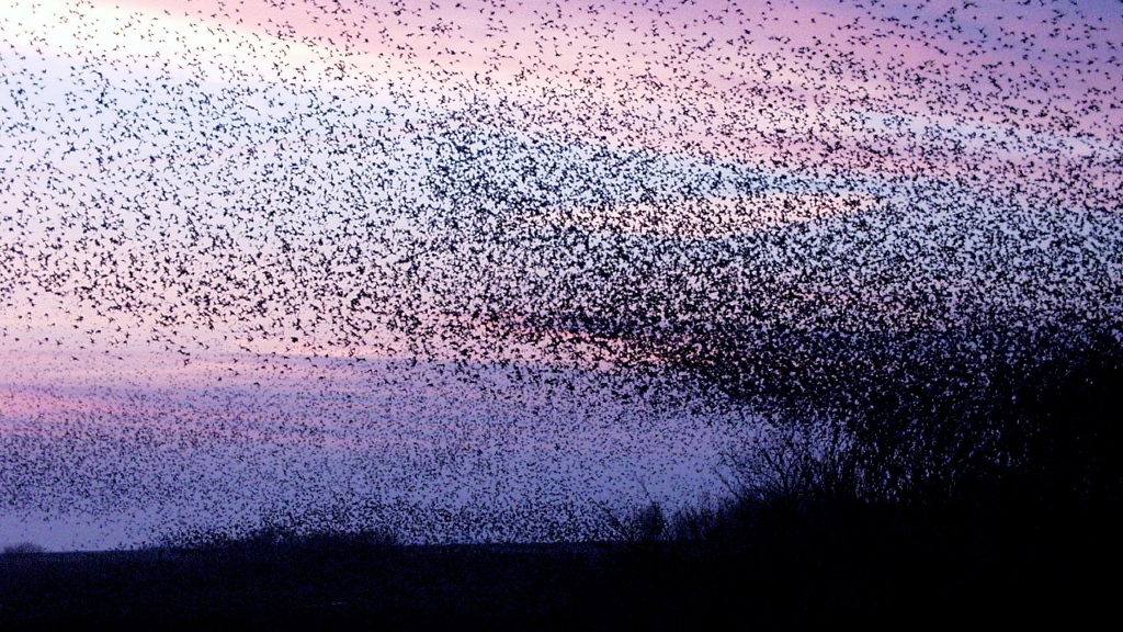 heightaway's tweet image. Amazing natural phenomena
Sort sol, Denmark

Every spring and autumn in Denmark, millions of starlings fly north. The flock is so large that the sun is practically obscured by the birds as it sets, hence the name "sort sol", which means "black sun". The event lasted for 20…