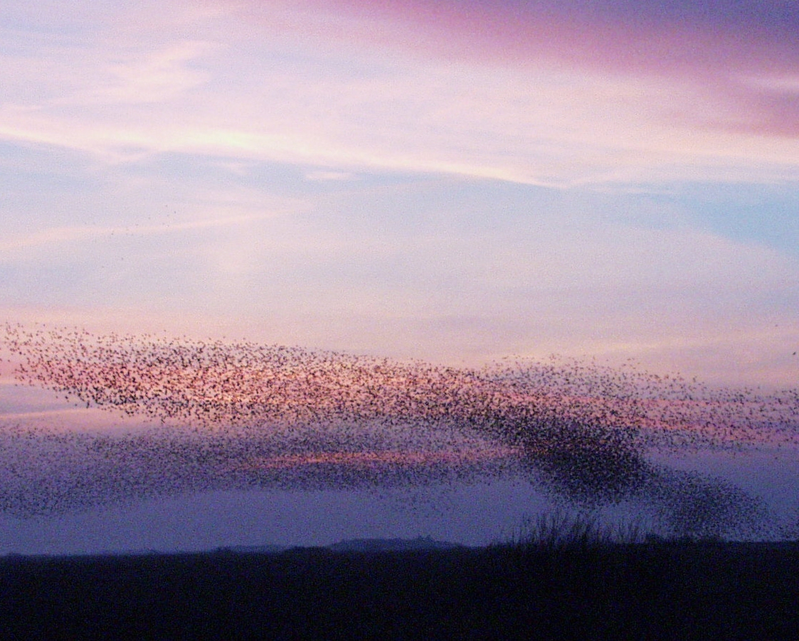 heightaway's tweet image. Amazing natural phenomena
Sort sol, Denmark

Every spring and autumn in Denmark, millions of starlings fly north. The flock is so large that the sun is practically obscured by the birds as it sets, hence the name "sort sol", which means "black sun". The event lasted for 20…