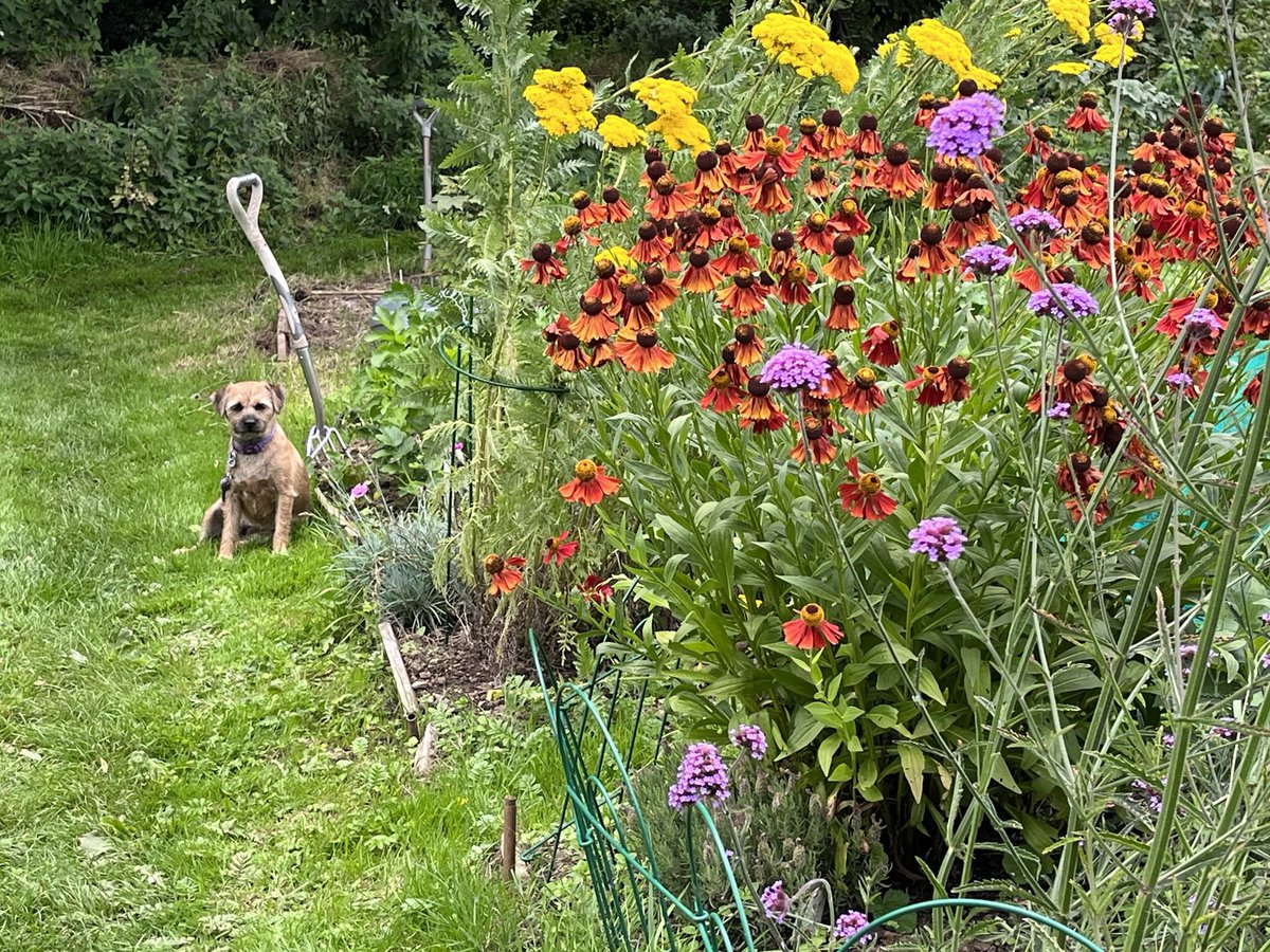 Lamb22Lamb's tweet photo. @lovely_plot Phoebe Foxglove guarding the flowers on my allotment! https://t.co/Aly6YgS9w8
