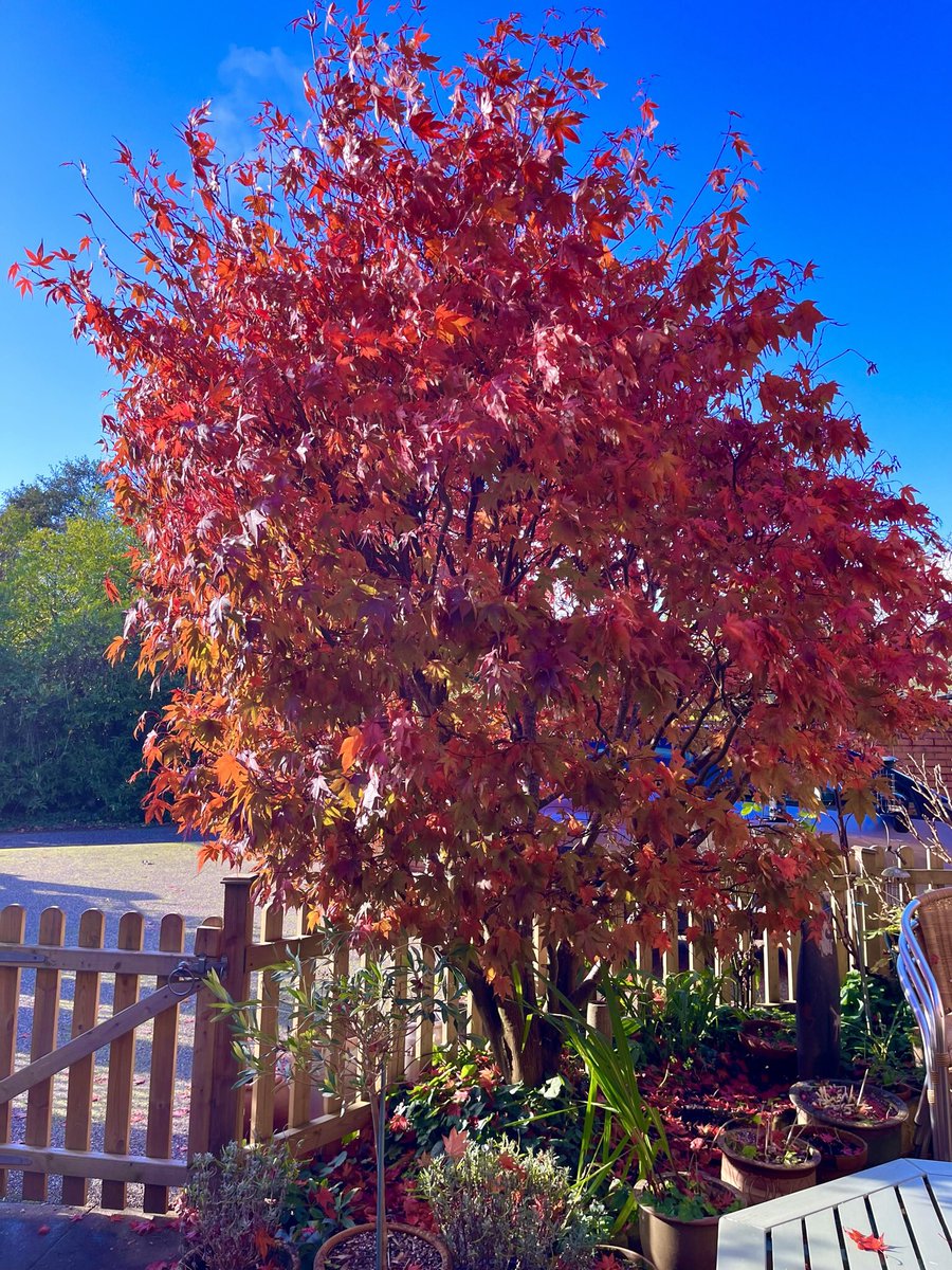 Lamb22Lamb's tweet photo. @lovely_plot My garden acer this autumn ❤️ https://t.co/JeauCjZvjT