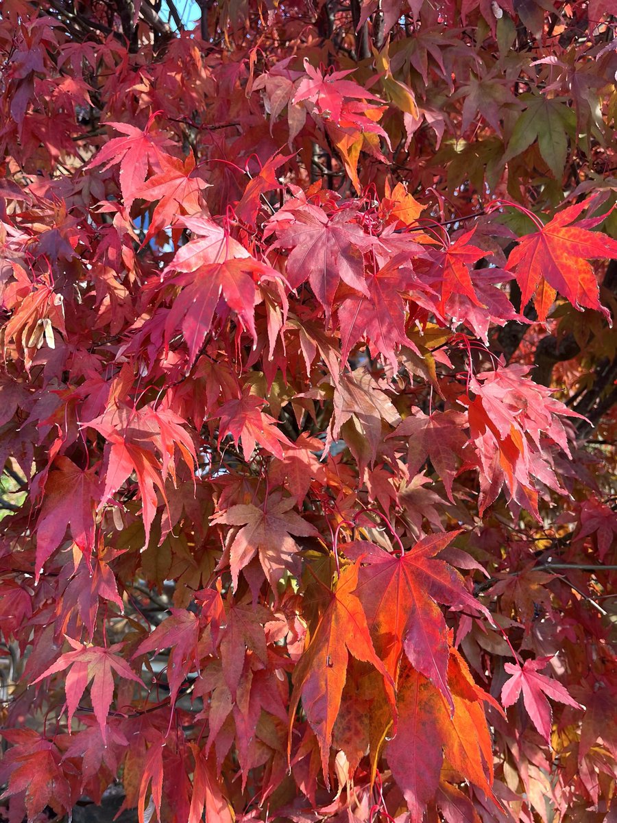 Lamb22Lamb's tweet photo. @lovely_plot My garden acer this autumn ❤️ https://t.co/JeauCjZvjT