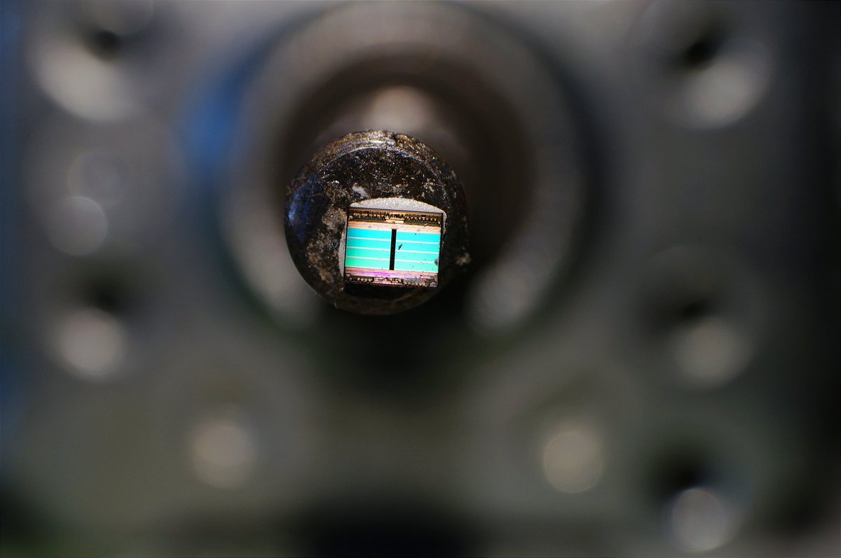 A. I. (Macro Photography)🔬 tweet media