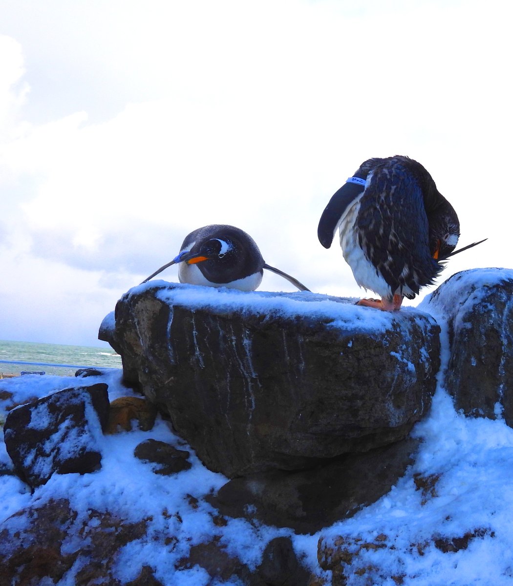 otaruaquarium's tweet photo. 昨日の雪が残る寒気の中、本日で今年の通常営業を終了いたしました。
多くの皆様のご来館、誠にありがとうございました。
12/16(土）から冬期営業を開始いたします。
ご来館をお待ちしております。 https://t.co/OmqIQrmu67