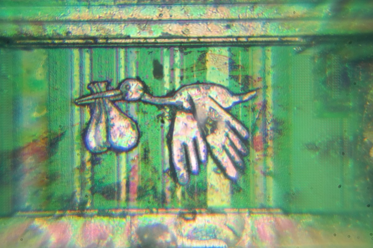 While looking through old photo archives, I found a stork!
I remember that it comes from RAM, but I have no idea what its markings were ☹️