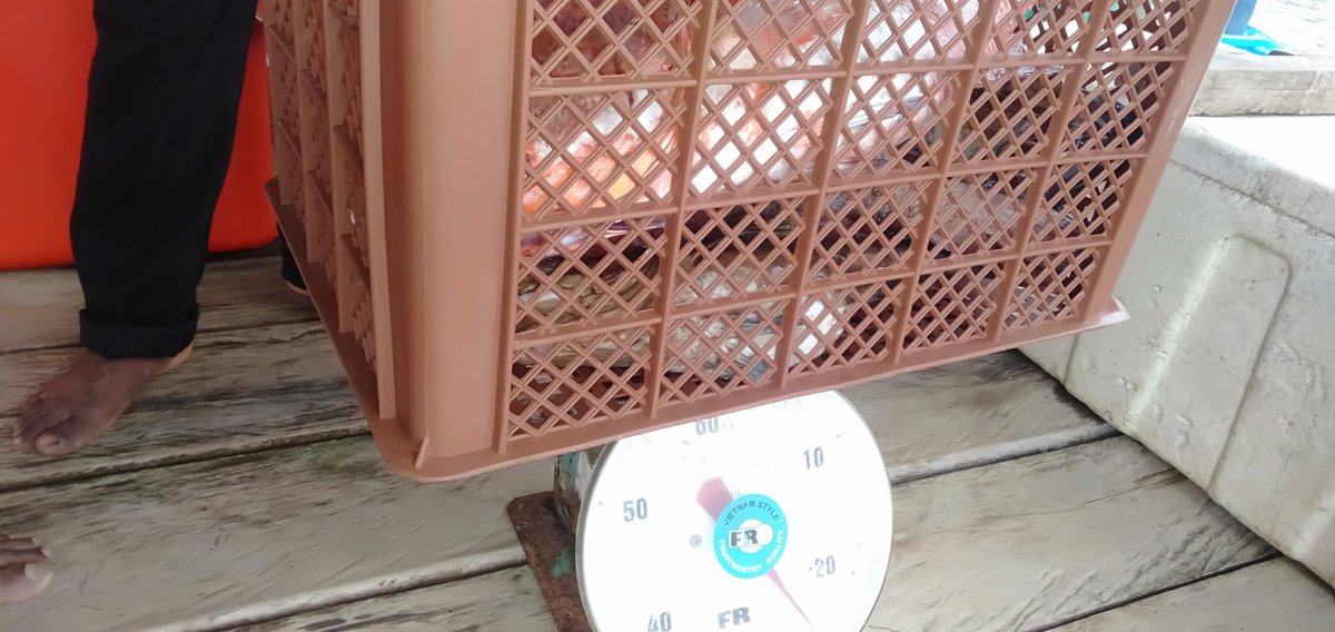 Abil_Ibil's tweet photo. Minggu 26/11/23,Abdul Yusup Tiapon,Luhkan Kab Halmahera Tengah, Bersama nelayan bpk Maujud kelompok Desa Loleo, Hasil tangkap ikan Kakap Merah Manggrof 35 kg #GiatLuhkanSatminkalAmbon
#LuhLapor #Halteng @BP3_Ambon https://t.co/qrBTxtHs9U