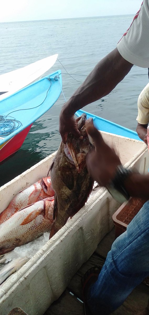 Abil_Ibil's tweet photo. Minggu 26/11/23,Abdul Yusup Tiapon,Luhkan Kab Halmahera Tengah, Bersama nelayan bpk Maujud kelompok Desa Loleo, Hasil tangkap ikan Kakap Merah Manggrof 35 kg #GiatLuhkanSatminkalAmbon
#LuhLapor #Halteng @BP3_Ambon https://t.co/qrBTxtHs9U