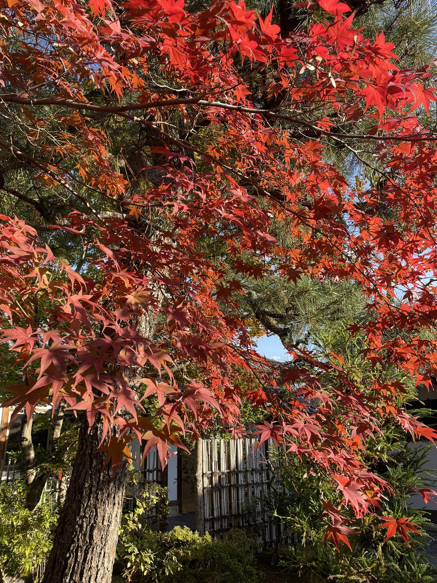 V1230PERCENT's tweet photo. 嵐山の紅葉と食べ歩き✌️🍁 https://t.co/CGY3cplIvr