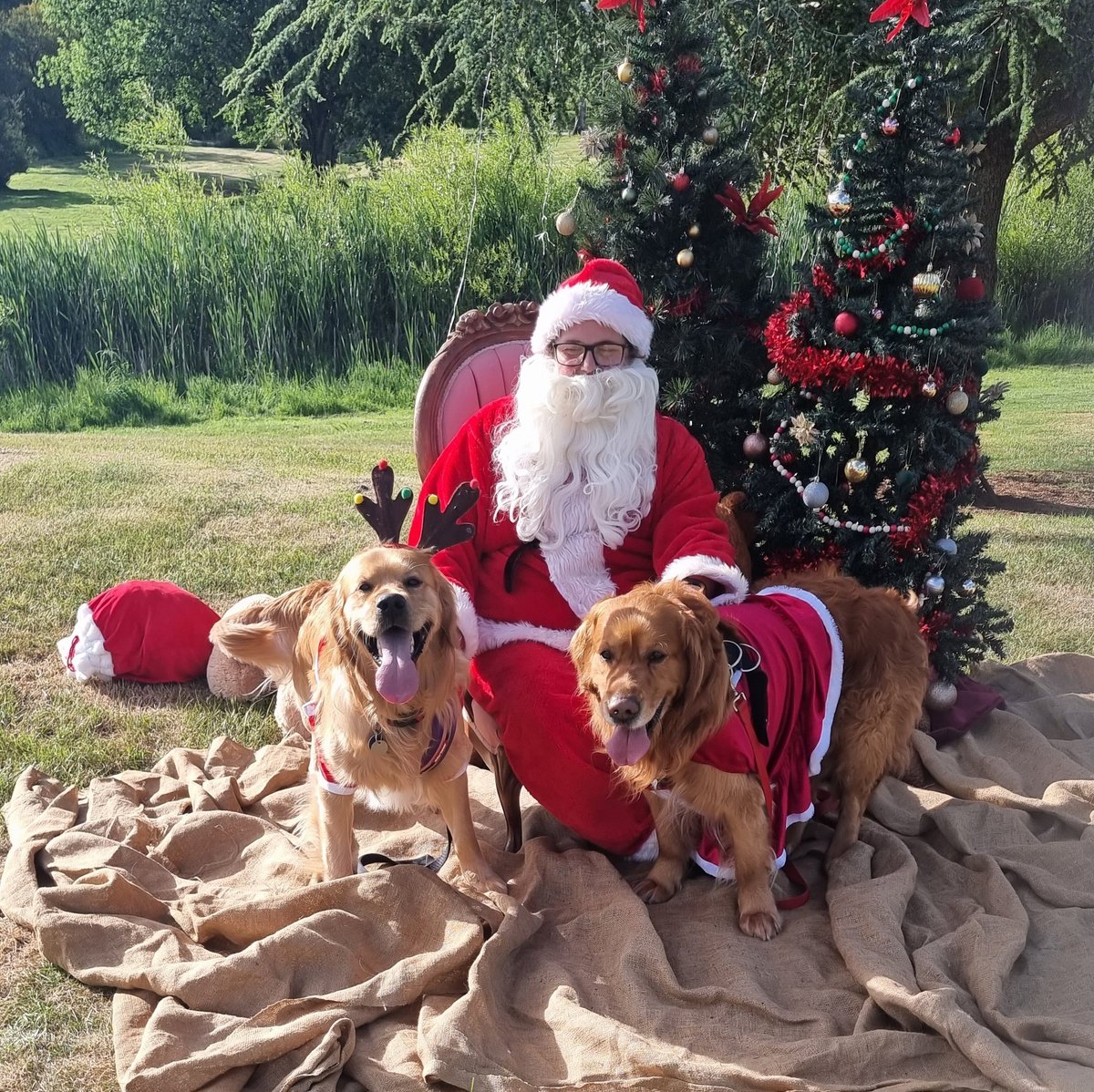 GillyTheGolden's tweet photo. Santa sent one of his helpers so we can have our yearly photo from Christmas #goldenretriever https://t.co/XCh2hxc603