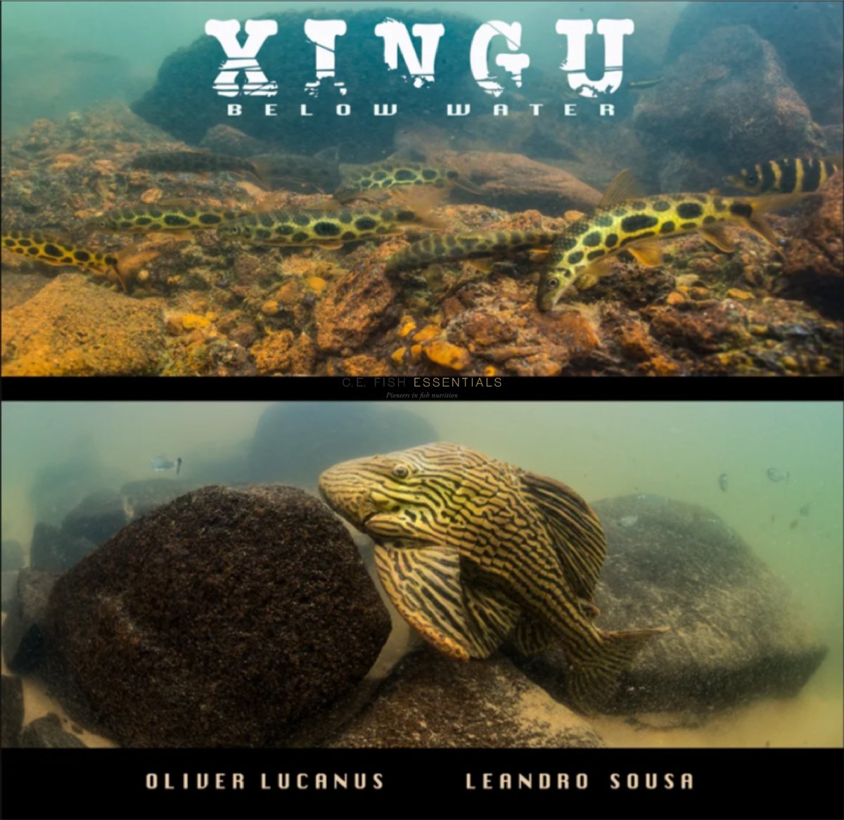 I have a limited number of brand-new book, "XINGU BELOW WATER" by Oliver Lucanus and Leandro Sousa, and they're ready to buy right now! Orders placed this weekend will be shipped first thing on Monday morning! Worldwide shipping is available. cefishessentials.com/shop/