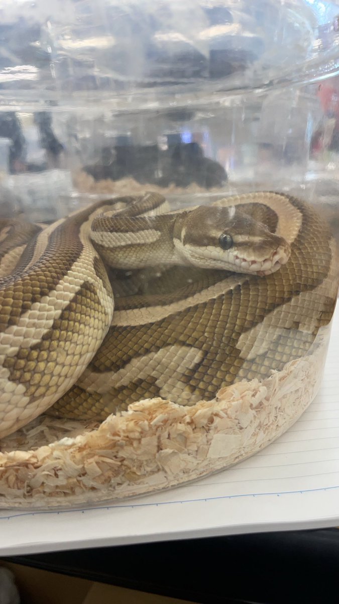 RepBebe's tweet image. 東京レプタイルズワールドお疲れ様でした！
沢山のお迎えありがとうございます！
次回イベントは岡山であります！
これからもよろしくお願いします