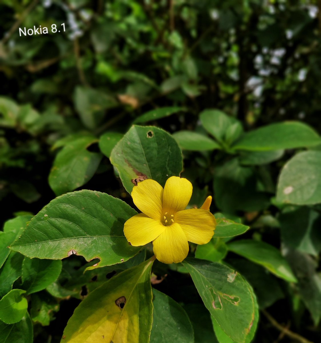 #ShotOnNokia #NokiaX305G #Nokia8_1 #homegarden @NokiaMobile @NokiamobileIN @theoriginal086 #edited #flowerphotography #mobilephotography @eudaykumaru58