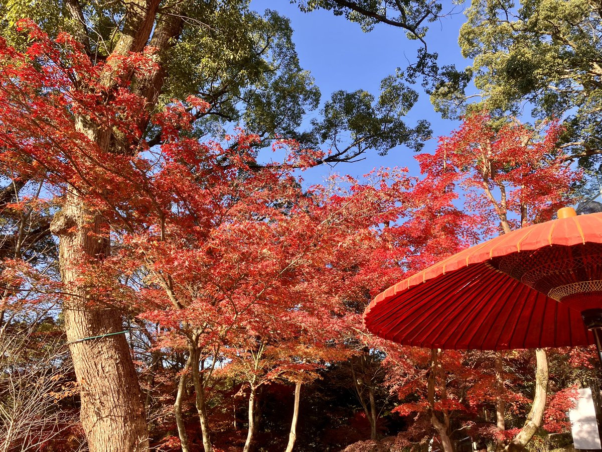 eagledriver2015's tweet photo. ポートレート以外で初の投稿です。
今年も糸島雷山千如寺と、太宰府竈門神社の紅葉見物に、二週続けて行って来ました。
どちらも福岡では有名な紅葉スポットで、天気も良く最高の癒しでした！

#雷山千如寺
#竈門神社
#紅葉
#写真好きな人と繋がりたい https://t.co/cQoc8nrJil