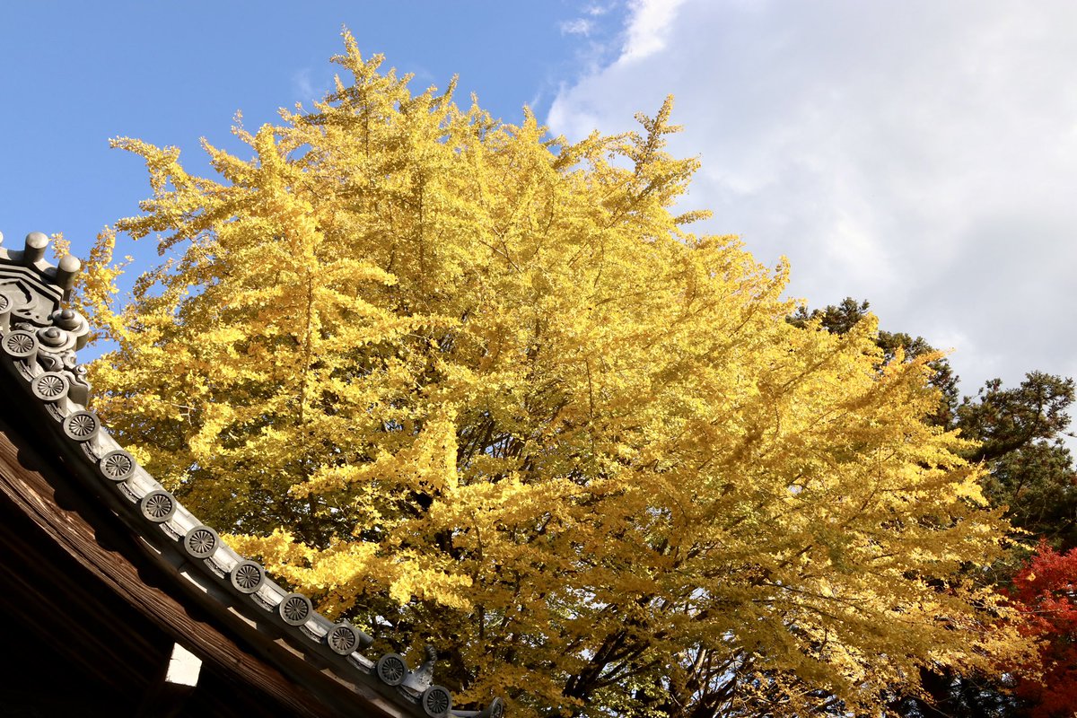 eagledriver2015's tweet photo. ポートレート以外で初の投稿です。
今年も糸島雷山千如寺と、太宰府竈門神社の紅葉見物に、二週続けて行って来ました。
どちらも福岡では有名な紅葉スポットで、天気も良く最高の癒しでした！

#雷山千如寺
#竈門神社
#紅葉
#写真好きな人と繋がりたい https://t.co/cQoc8nrJil