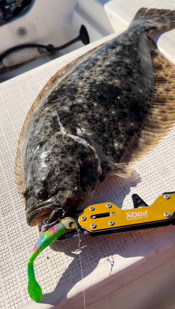 肉厚ヒラメがエリア入り♬
#インショアゲーム #ボートヒラメ #ヒラメ #フラットフィッシュ
#バディーワークス #45ヘッド #フラッグシャッド #デイタイムミント