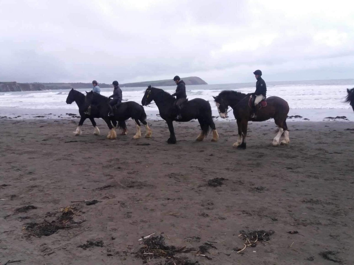 Riding on the beach! What sight for those on the beach! #beach #sea #horses #riding #shires #heavyhorses #rarebreed