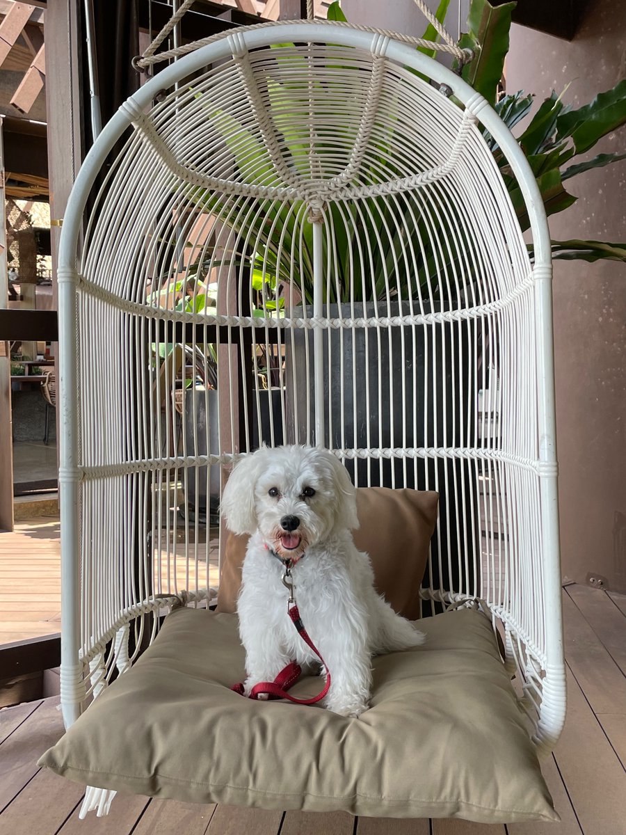 OreoSchnauzer's tweet photo. Sometimes when life beats you down, you just gotta relax like me, hoomans! I’ve been having an absolute blast at the beach. This is me relaxing at one of the many lounge chairs in the area :D

 #dogsoftwitter #SchnauzerGang #cute https://t.co/isZ7Pomjuh