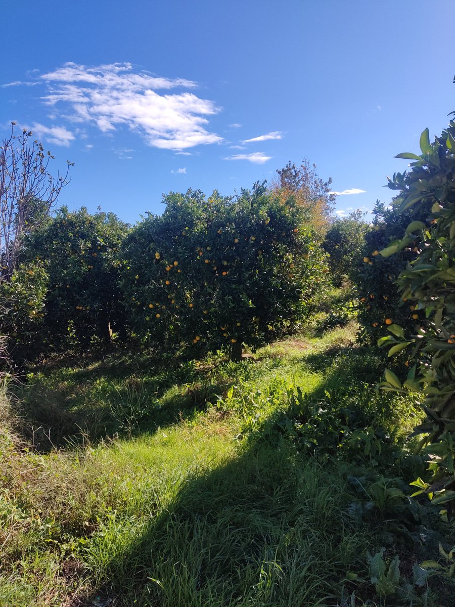 Dkalar (@dkalarog) on Twitter photo 