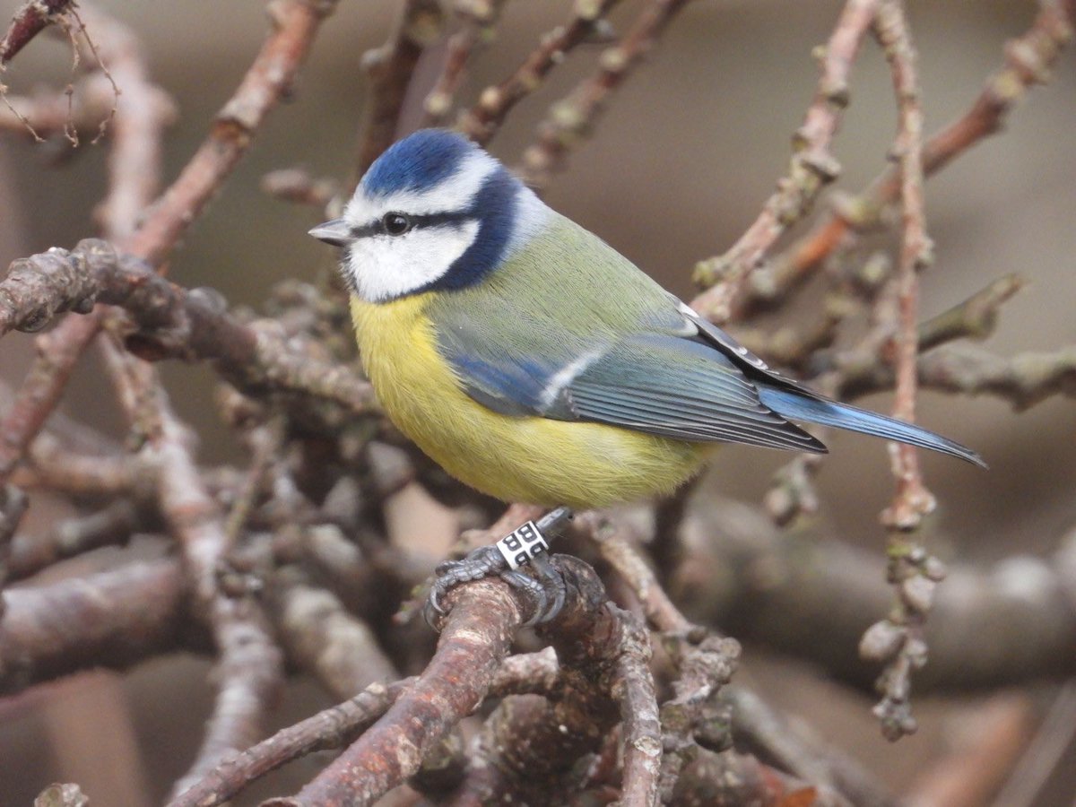 Blue tit with a darvic on ?? At Gossy Park yesterday!!