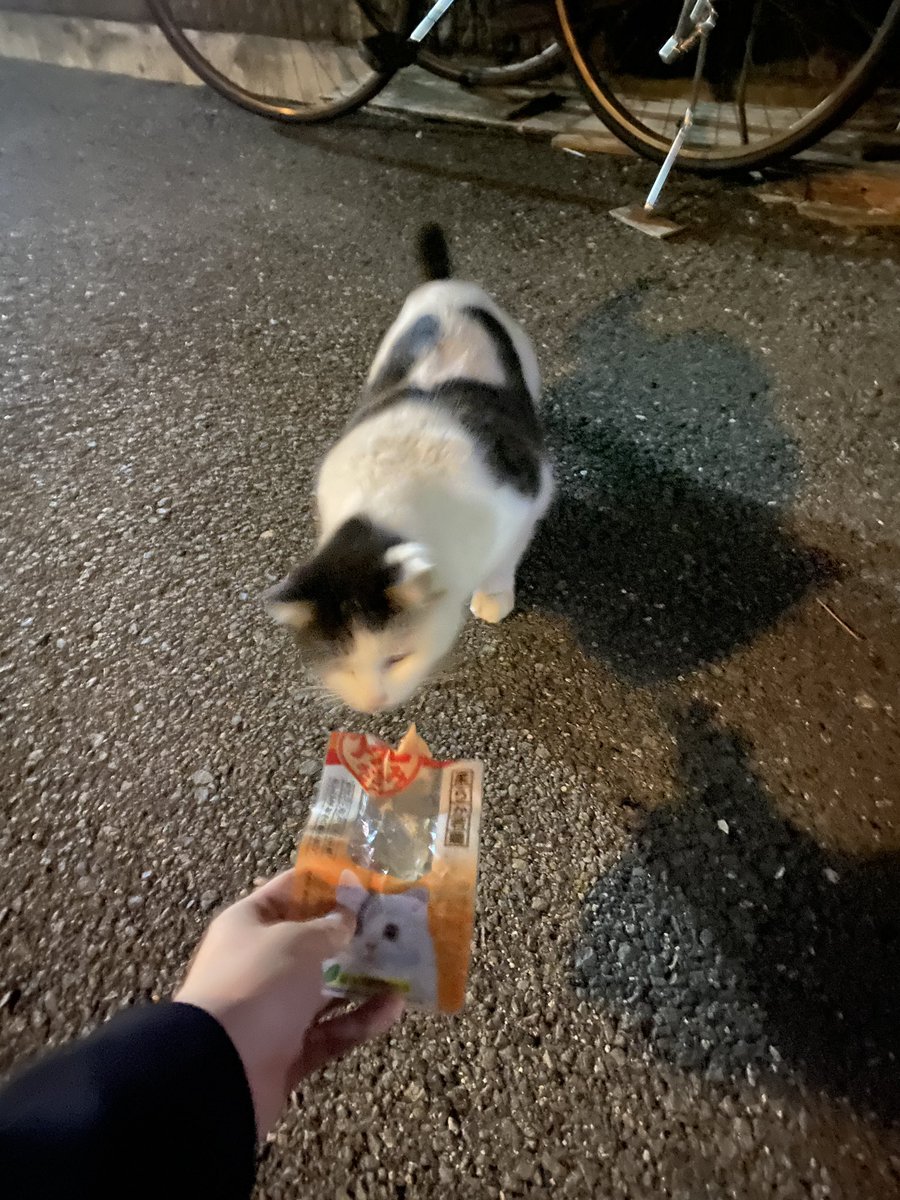 Yurutabi_Story's tweet photo. なんか可愛い子居た🐈
美味しく食べられて良かった(*'ω'*) https://t.co/RIkoslHxlY