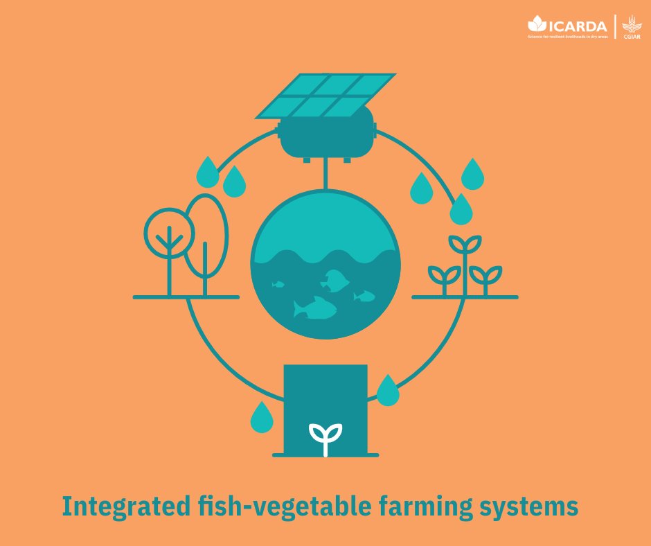 ICARDA's tweet photo. 🌱 #IDFIP leads in building climate-resilient agri-food systems!

By integrating evidence-based agri innovations, focusing on water &amp; energy management, agro-biodiversity optimization, and land rehabilitation, we combat harsh desert farming conditions.
👉 https://t.co/vzrufOOvlJ https://t.co/e5PTyN3VFw