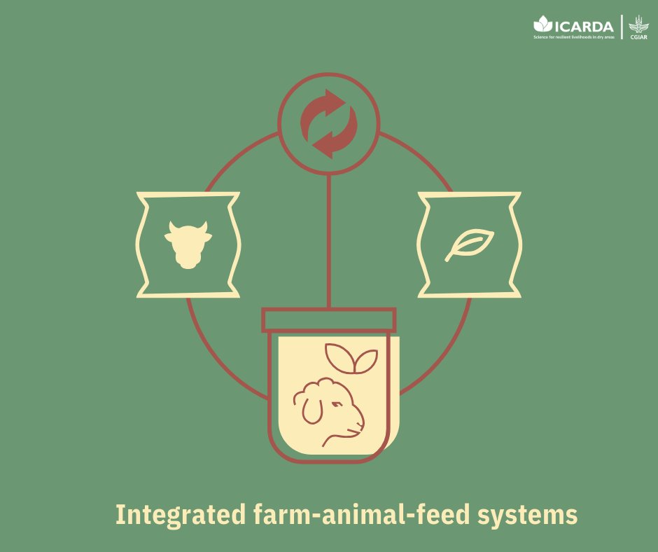 ICARDA's tweet photo. 🌱 #IDFIP leads in building climate-resilient agri-food systems!

By integrating evidence-based agri innovations, focusing on water &amp; energy management, agro-biodiversity optimization, and land rehabilitation, we combat harsh desert farming conditions.
👉 https://t.co/vzrufOOvlJ https://t.co/e5PTyN3VFw