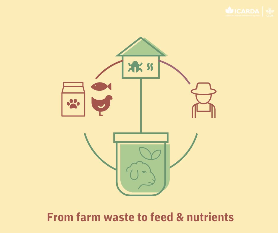 ICARDA's tweet photo. 🌱 #IDFIP leads in building climate-resilient agri-food systems!

By integrating evidence-based agri innovations, focusing on water &amp; energy management, agro-biodiversity optimization, and land rehabilitation, we combat harsh desert farming conditions.
👉 https://t.co/vzrufOOvlJ https://t.co/e5PTyN3VFw