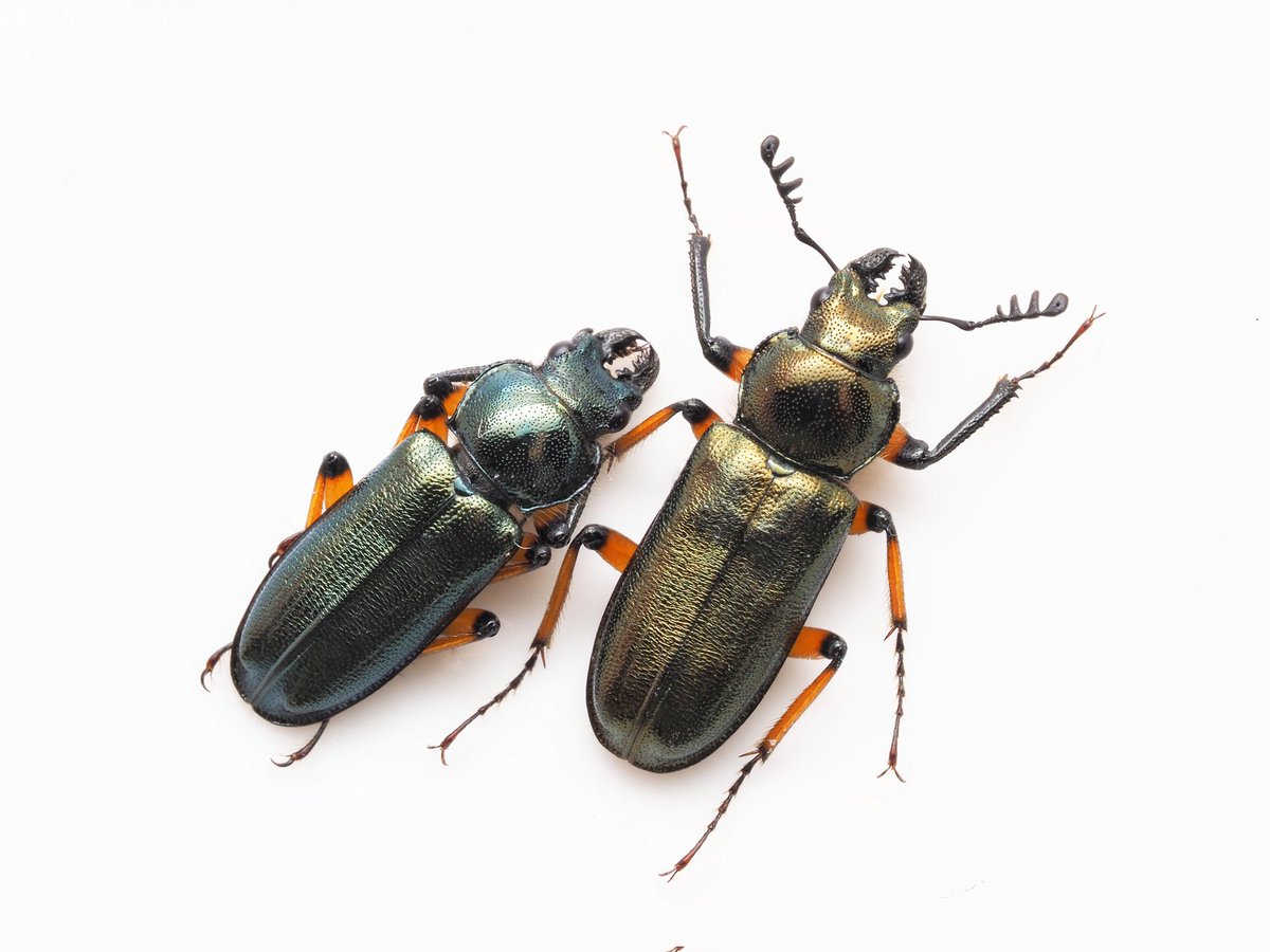 Lucanidae84's tweet photo. 久々にトウカイコルリ
個人的には黄色っぽい個体が好き https://t.co/MJs0cpTmVV
