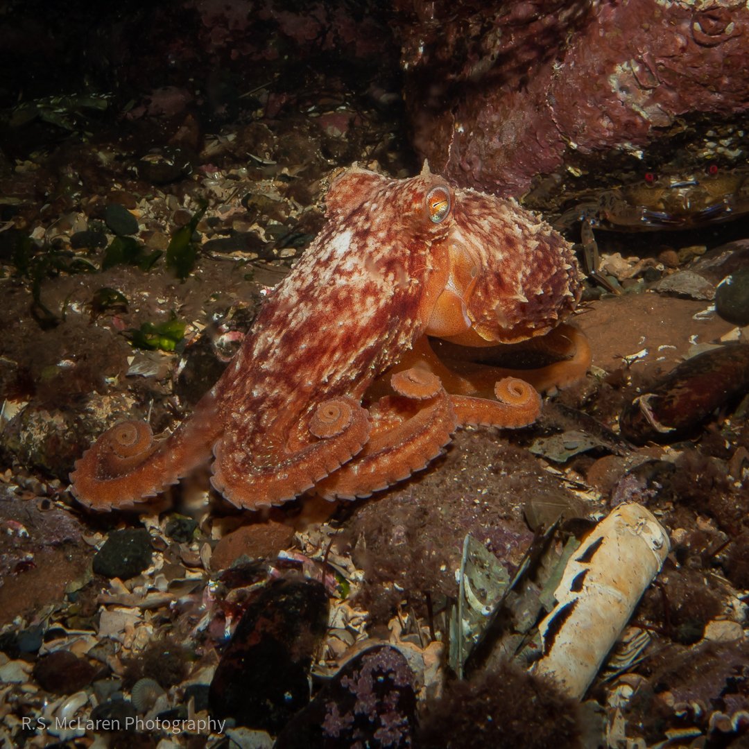 Eledone cirrhosa - Curled Octopus
.
Every year I have a checklist of marinelife I like to try spot. Last weekends incredible octopus encounter meant I could tick my last one off! 
.
📍Lamlash Bay, Isle of Arran - Scotland 🏴󠁧󠁢󠁳󠁣󠁴󠁿