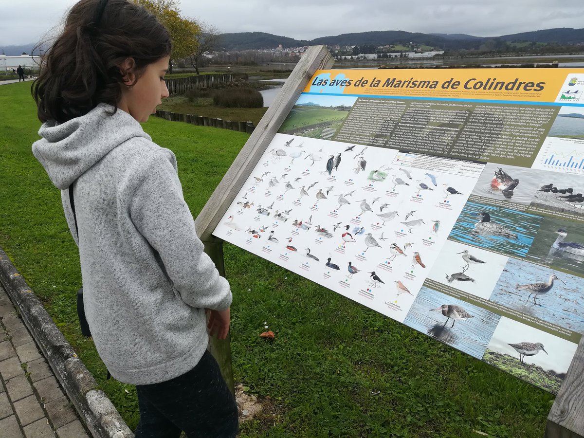 FelipeGlezSEO's tweet photo. Sorprende comprobar cómo las aves del humedal más importante del N de España conviven con un entorno tan humanizado, señal clara de la mejora de nuestra relación con las aves. Basta acercarse al paseo maritimo de #Colindres para comprobarlo #MarismasdeSantoña 📷🔭 https://t.co/OqD45C2T3J