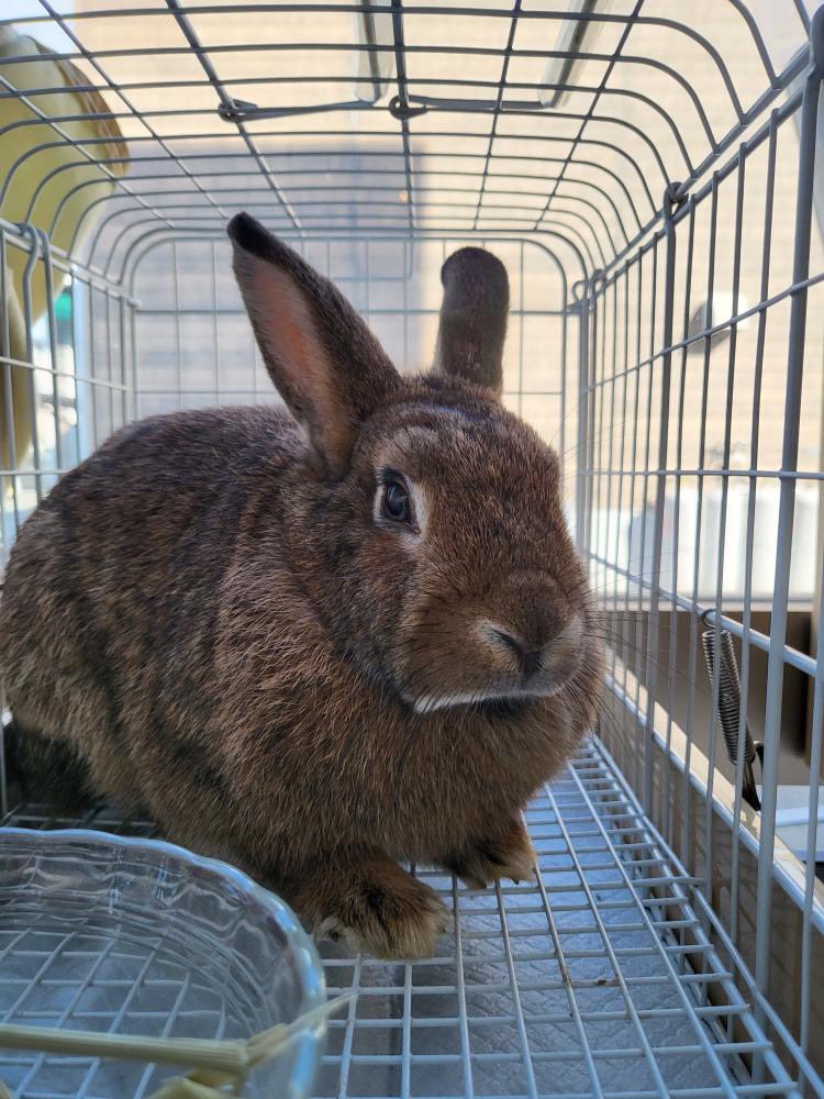 aaaaaa_924's tweet photo. 🙇‍♀️追記🙇‍♀️🐰🆘学校うさぎ残り5羽です😭避妊手術もしています。福岡県内にて週末、順番に譲渡会に出していますが😣ずっとのおうちが決まっていません😢
皆さん助けてください🆘🙇‍♀️🐰😭

この寒い中😭学校の飼育小屋にいます🏫🐰🆘

譲渡会に来られる方を優先に里親さん募集しています🙇‍♀️拡散を🙇‍♀️里親募集🆘 https://t.co/1aAsMCFXa7