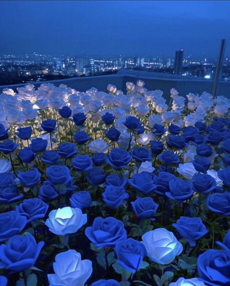 violettweets_'s tweet photo. nothing but blue roses. https://t.co/Urfvuctjtp