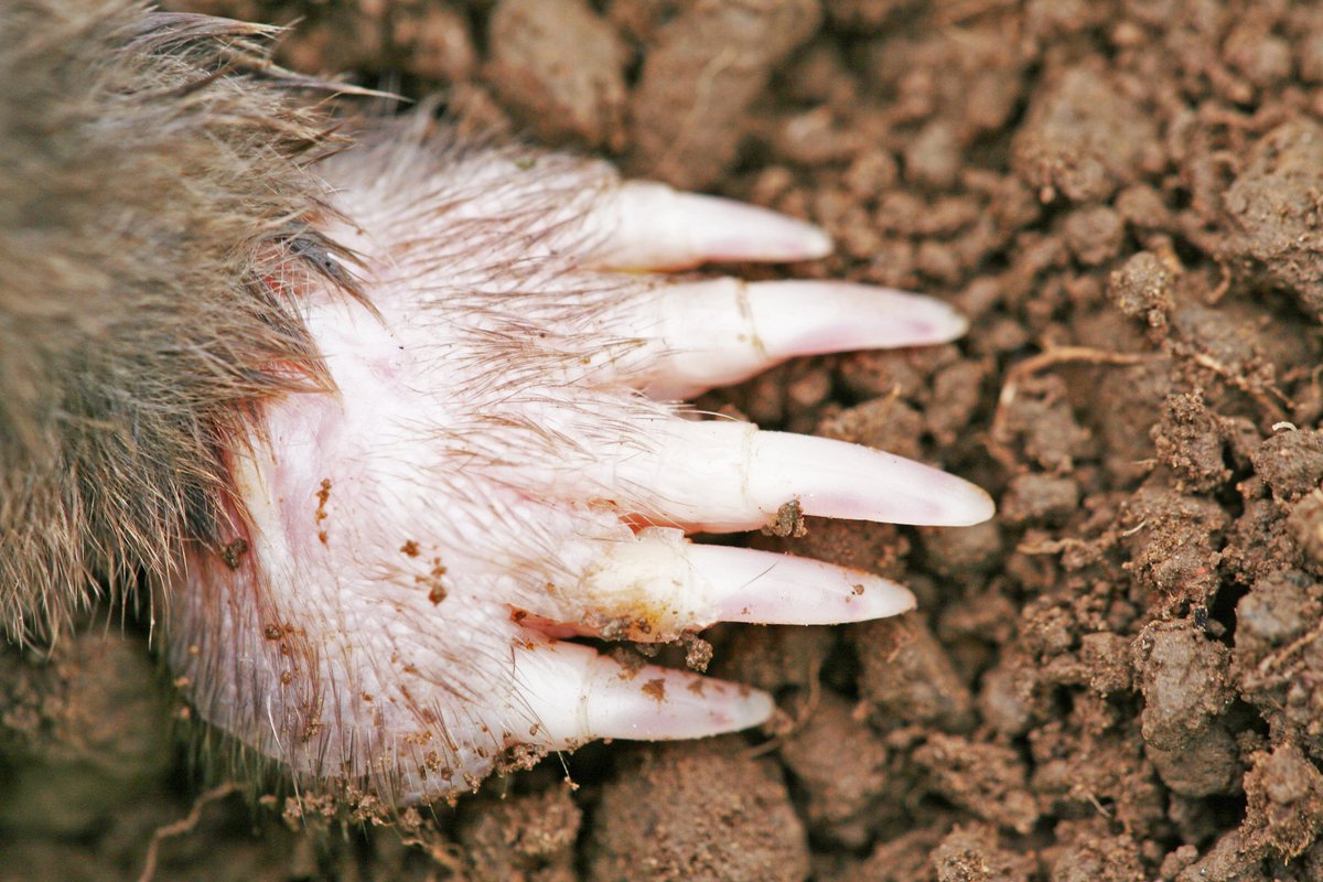 Natur_in_NRW's tweet photo. Einen #Maulwurf (#Talpa europaea) bekommt man selten zu sehen. Vermutlich sind viele Bilder, so auch diese, an toten Tieren entstanden. Aber so kann man die eindrucksvollen Grabhände des Maulwurfs einmal sehen.  

#natur #artenvielfalt #nature #Säugetiere #Mammalia #Talpidae https://t.co/HKTsqGJmtx
