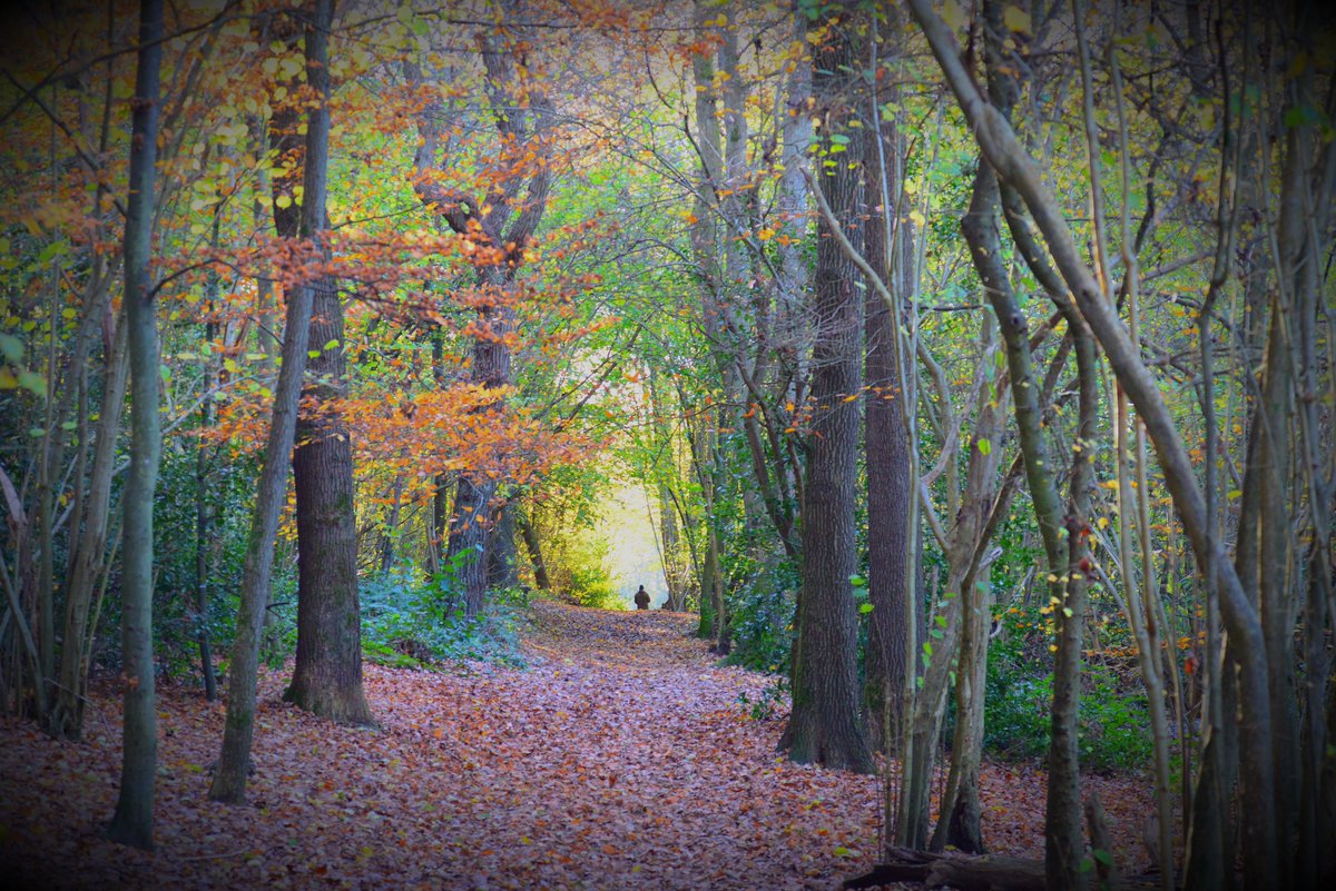 Autumn walk #selsdonwood #londonloop #Croydon