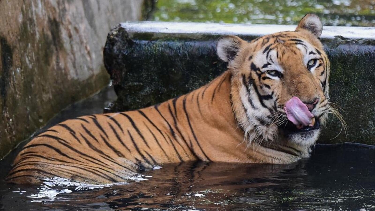 Madhya Pradesh Prepares to Host India's Largest Tiger Reserve in Damoh

#MadhyaPradeshTigerReserve #DamohWildlife #ConservationEfforts #BiodiversityProtection #WildlifePreservation

Read more: bnn.network/world/india/ma…
