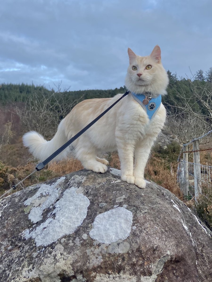 Dr Juliet Turner tweet media