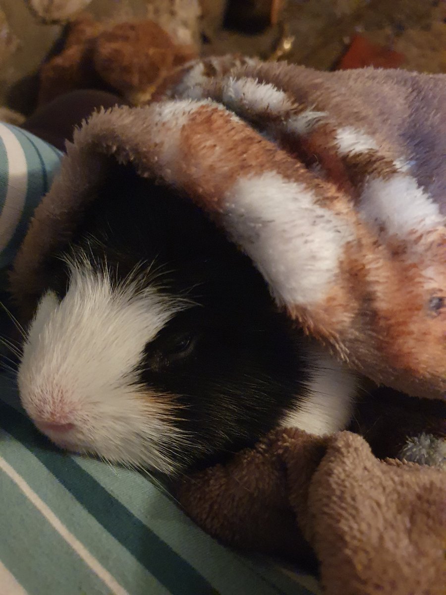 michbro85's tweet photo. All snuggled in together on another cold morning brrrr #cuddlelove https://t.co/FDztl9GvCh
