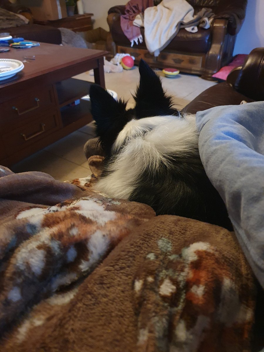 michbro85's tweet photo. All snuggled in together on another cold morning brrrr #cuddlelove https://t.co/FDztl9GvCh