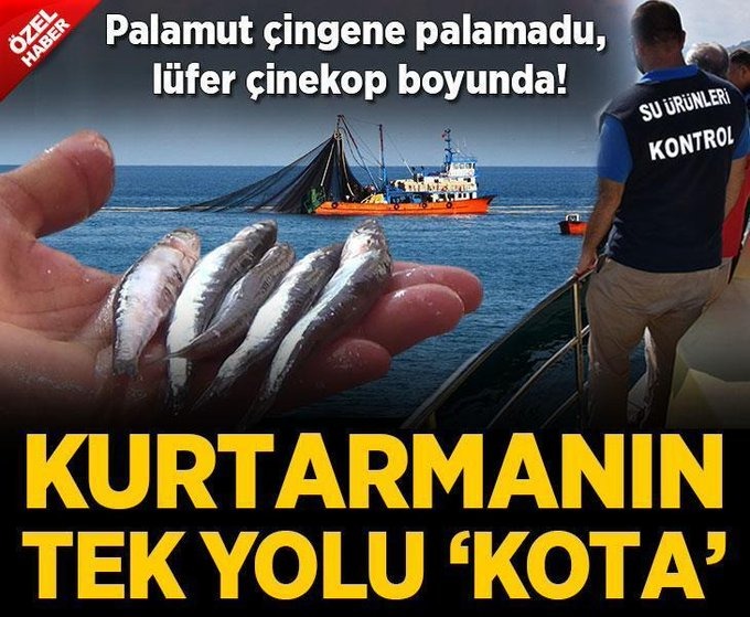 milliyet's tweet photo. 💥 #MİLLİYETÖZEL | ✍️#OğuzcanAtış / @bftsaadet / @abanticus 

📰 Palamut çingene palamadu, lüfer çinekop boyunda!

◾ Kurtarmanın tek yolu 'kota'
https://t.co/4GUUpKJt6T https://t.co/xl4A5qwcvC