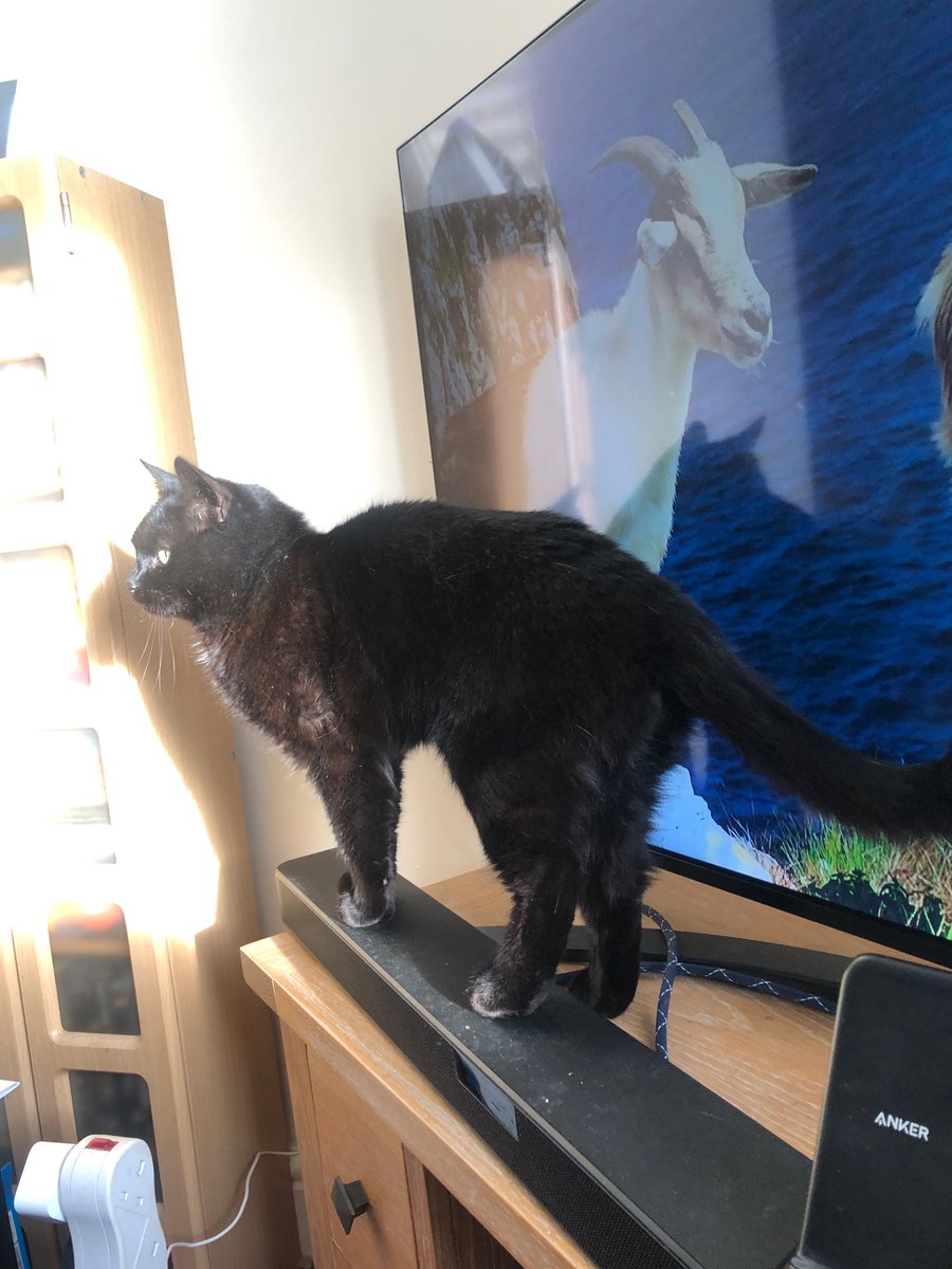 emmziebee's tweet photo. @SundayBrunchC4 Hershey wasn’t impressed https://t.co/tXoPXOSmIH