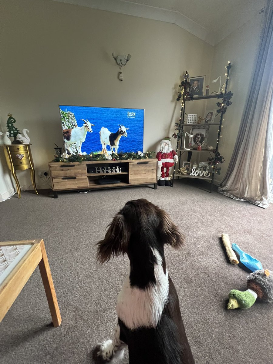 linzmoo's tweet photo. @SundayBrunchC4 here’s our 5 month old puppy ‘crumble’ enjoying tv for pets! https://t.co/tUI93fmicl