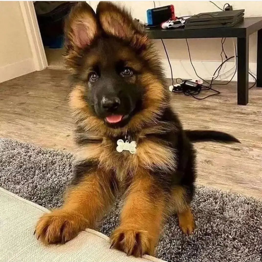 #germanshepherdsofinstagram #germanshepherds #germanshepherdpuppy #germanshepherddog #germanshepherdworld #germanshepherddaily #gsdofinstagram #dog #gsdlove #gsdlife #gsdnation #gsdpage #gsdpuppy #dogs #germanshepherdlonghair #petlover #doglovers #puppyreels #gsd #gsdpuppy