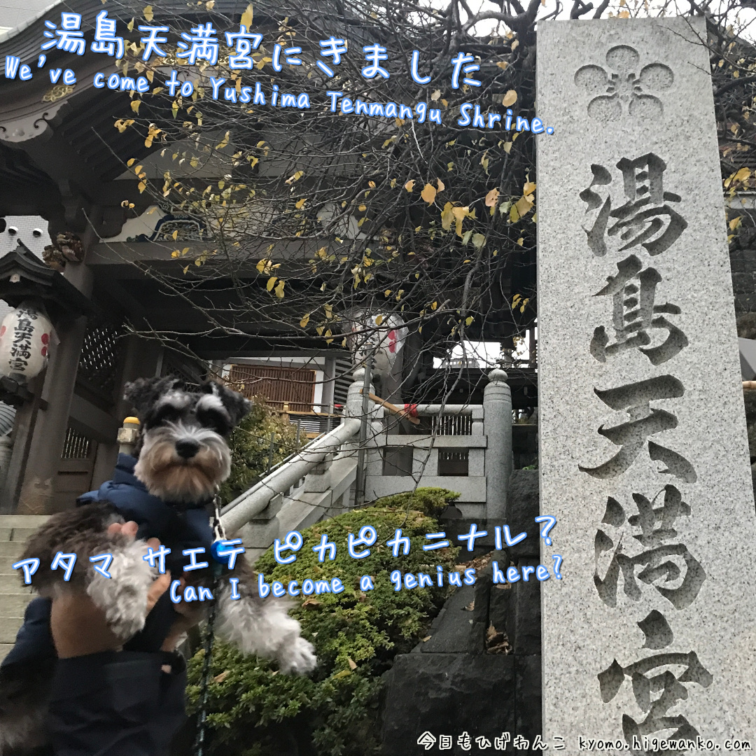 higewanko0325's tweet photo. 湯島天満宮にお参りに⛩️頑張れ受験生！！
#ミニチュアシュナウザー 
#犬好きさんと繋がりたい 
#湯島天満宮
#学業成就
#学問の神社
#SuccessInStudies
#AcademicBlessings
#dogs
#ShrineVisit
https://t.co/jQeIWoVcyu https://t.co/u5mSam206k