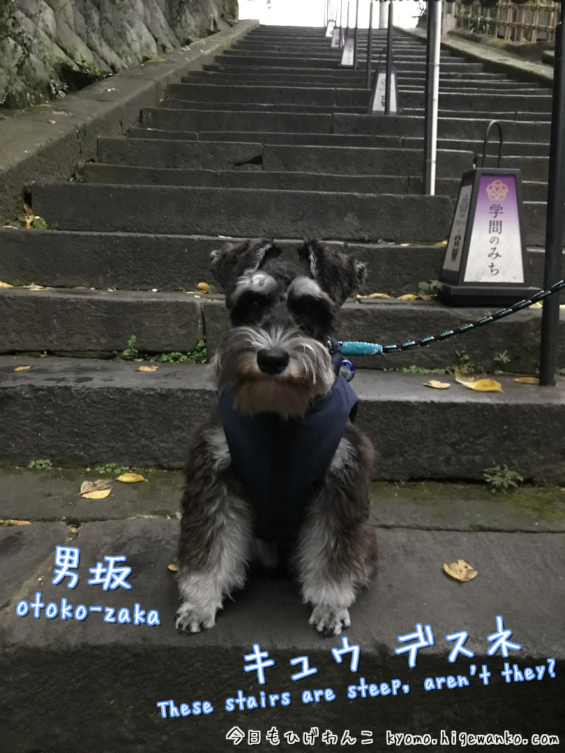 higewanko0325's tweet photo. 湯島天満宮にお参りに⛩️頑張れ受験生！！
#ミニチュアシュナウザー 
#犬好きさんと繋がりたい 
#湯島天満宮
#学業成就
#学問の神社
#SuccessInStudies
#AcademicBlessings
#dogs
#ShrineVisit
https://t.co/jQeIWoVcyu https://t.co/u5mSam206k